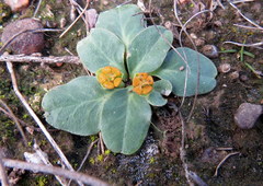 Euphorbia ecklonii