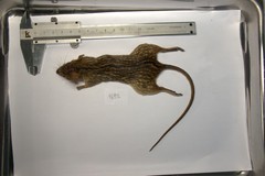 Lemniscomys