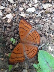 Pseudergolis wedah