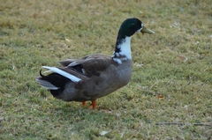 Anas platyrhynchos domesticus