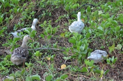 Anas platyrhynchos domesticus