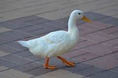 Anas platyrhynchos domesticus