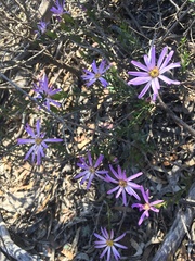 Olearia magniflora