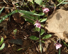 Diascia maculata