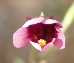 Diascia maculata