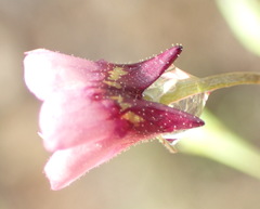 Diascia maculata