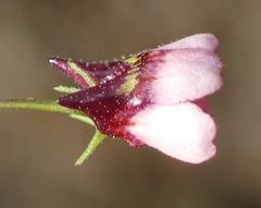 Diascia maculata