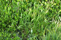 Sagittaria platyphylla