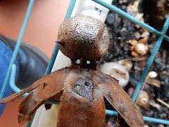 Myriostoma australianum