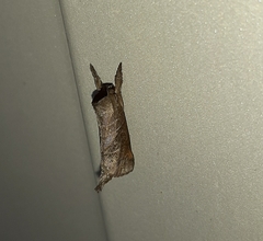 Clostera anastomosis