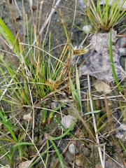 Cyperus bipartitus