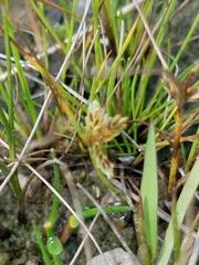 Cyperus bipartitus