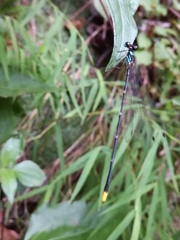 Coeliccia flavicauda