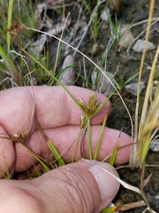Cyperus bipartitus