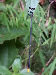 Coeliccia flavicauda