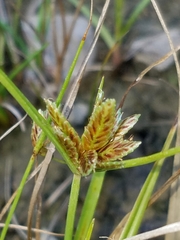 Cyperus bipartitus