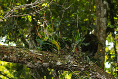 Bulbophyllum schinzianum image