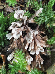 Thelephora anthocephala