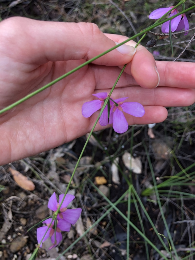 Tetratheca shiressii