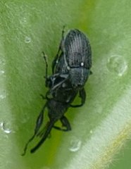 Anthonomus albopilosus