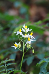 Solanum chacoense