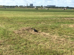 Corvus cornix