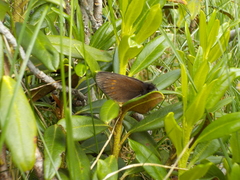 Erebia pharte