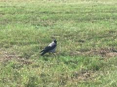 Corvus cornix