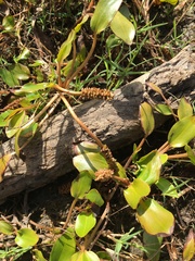 Potamogeton tricarinatus