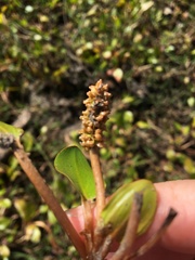 Potamogeton tricarinatus