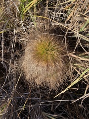 Bulbostylis paradoxa