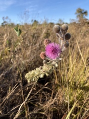 Mimosa lanuginosa