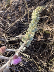 Mimosa lanuginosa