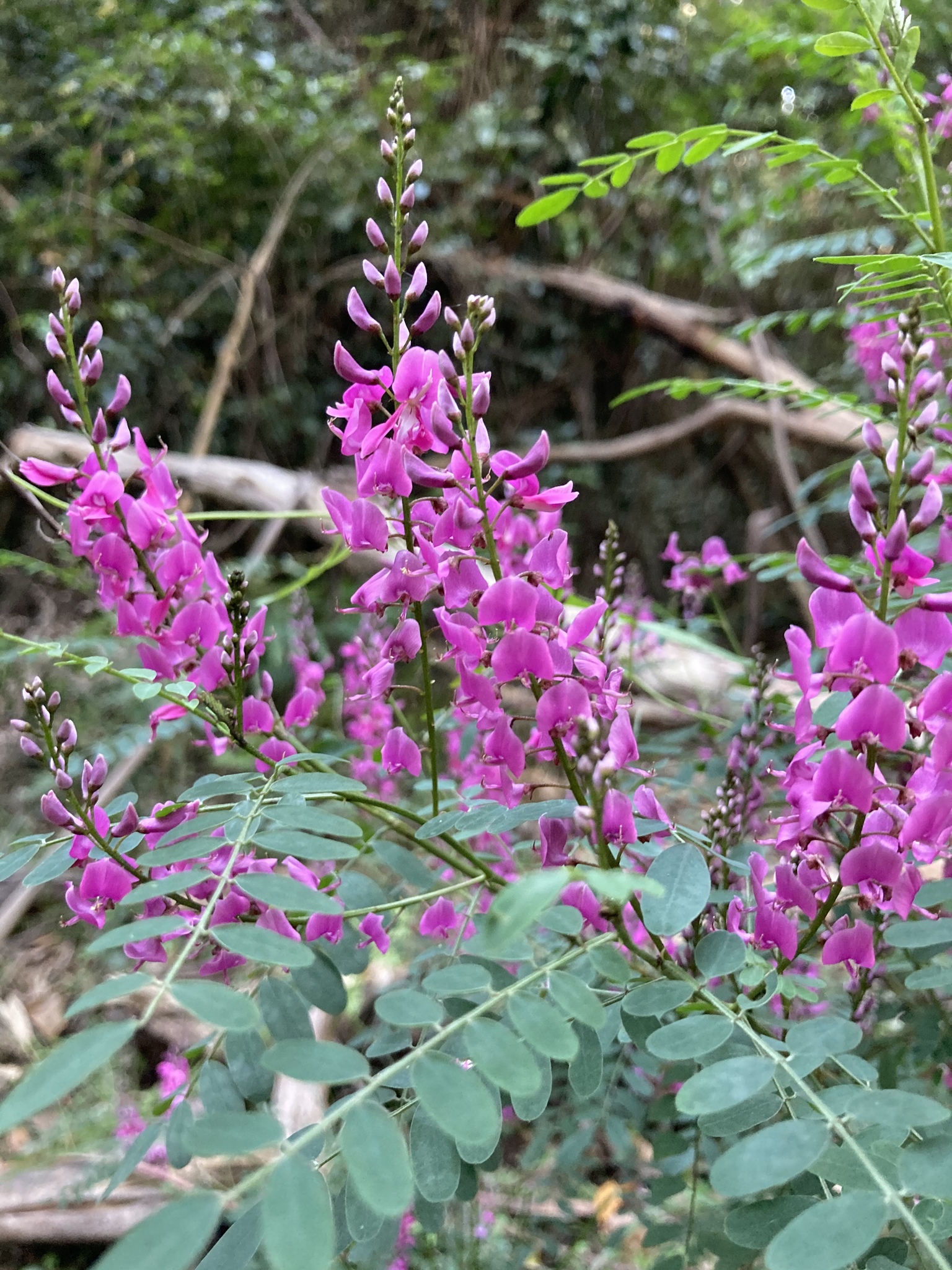 Indigofera australis