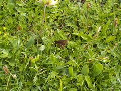 Erebia pharte