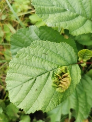 Taphrina tosquinetii