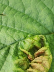 Taphrina tosquinetii
