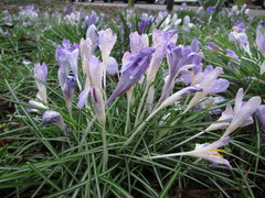 Crocus tommasinianus