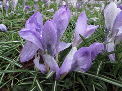 Crocus tommasinianus