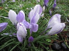 Crocus tommasinianus