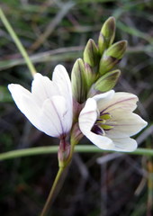 Ixia flexuosa