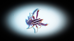 Allogalathea elegans