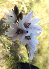 Ixia flexuosa