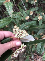 Lasiopetalum macrophyllum