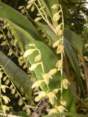 Stelis gelida