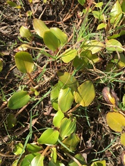 Potamogeton tricarinatus