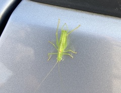 Meconema meridionale