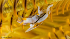 Allogalathea elegans