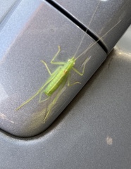 Meconema meridionale