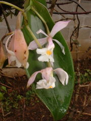 Epidendrum nicaraguense
